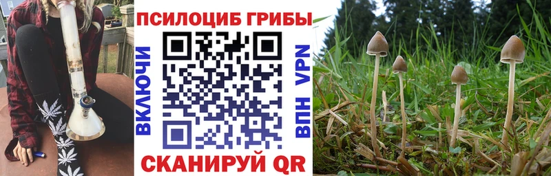 цена Буй Галлюциногенные грибы мицелий